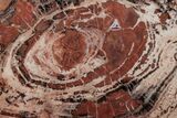 Red/Black Petrified Wood (Araucarioxylon) Round - Arizona #210873-1
